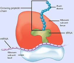 fungsi ribosom