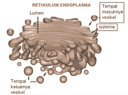 organel sel badan golgi