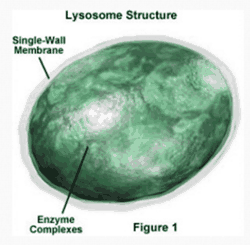 organel sel lisosom
