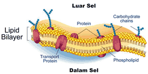 organel sel membran sel
