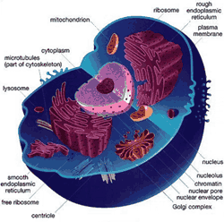 organel sel mikrofilamen