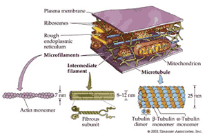 organel sel mikrotubulus