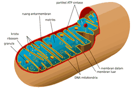 organel sel mitokondria