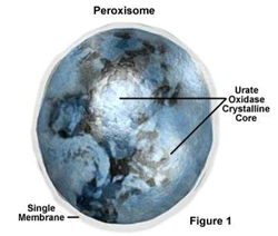 organel sel peroksisom