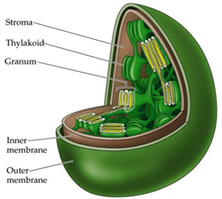 organel sel plastida