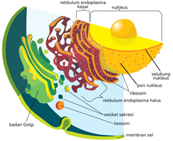 organel sel retikulum endoplasma