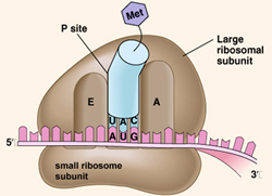 organel sel ribosom