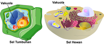 organel sel vakuola