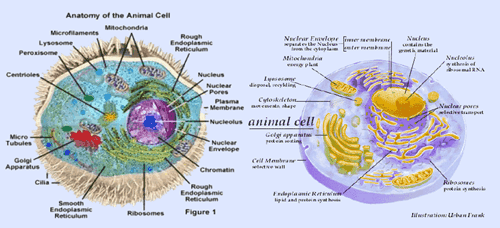 organel sel