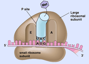 ribosom