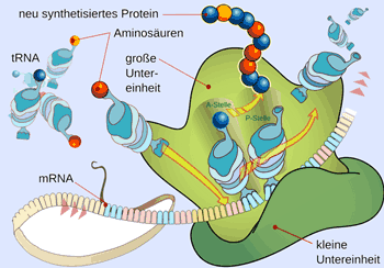 struktur ribosom