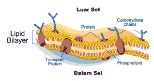 Membran Sel