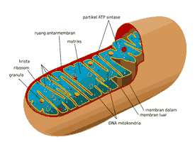 Mitokondria