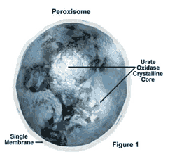 Peroksisom