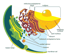 Retikulum Endoplasma