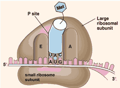 Ribosom