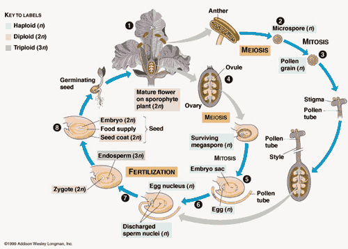 Siklus Hidup Angiospermae