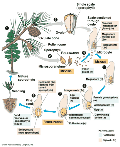 Siklus Hidup Gymnospermae