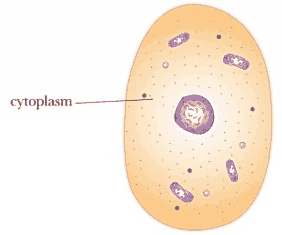 Sitoplasma