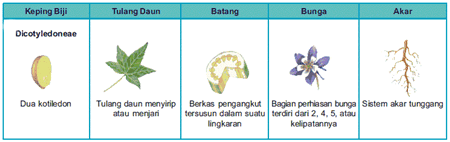 ciri tumbuhan dikotil