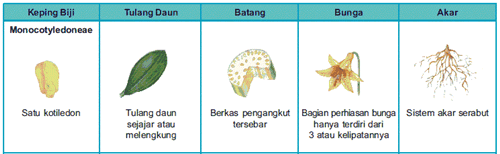 ciri tumbuhan monokotil