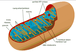 organel sel tumbuhan mitokondria