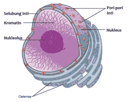 organel sel tumbuhan nukleus