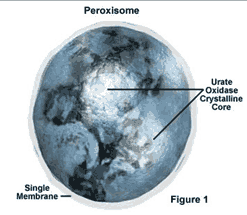 organel sel tumbuhan peroksisom