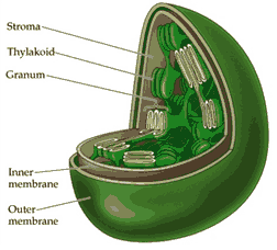 organel sel tumbuhan plastida