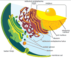 organel sel tumbuhan retikulum endoplasma