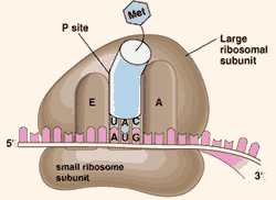 organel sel tumbuhan ribosom