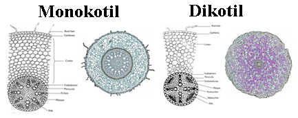 perbedaan akar monokotil dan dikotil