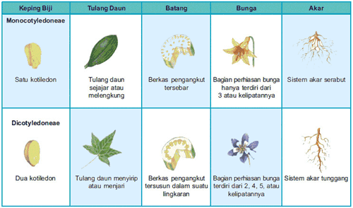 perbedaan tumbuhan dikotil dan monokotil