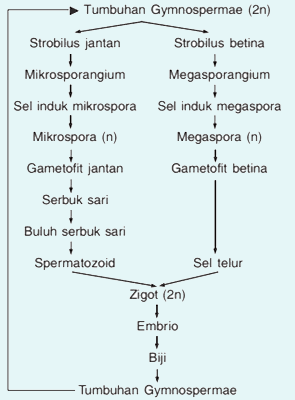 reproduksi gymnospermae