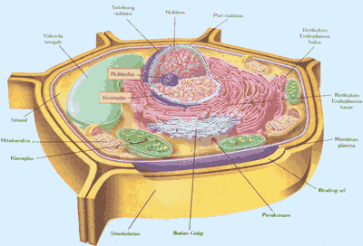 sel tumbuhan