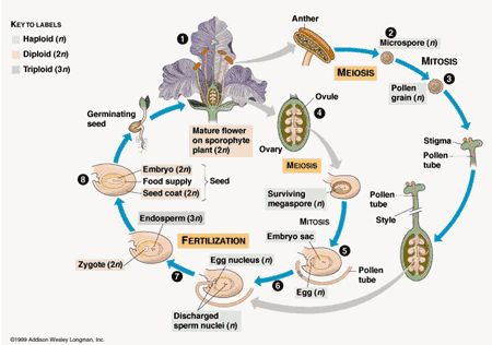 siklus hidup angiospermae