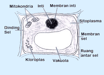 struktur organel sel tumbuhan