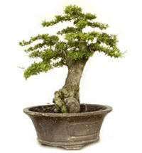 Bonsai Sancang