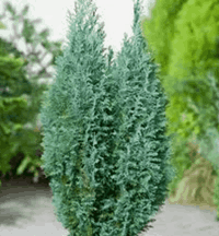 Chamaecyparis lawsoniana