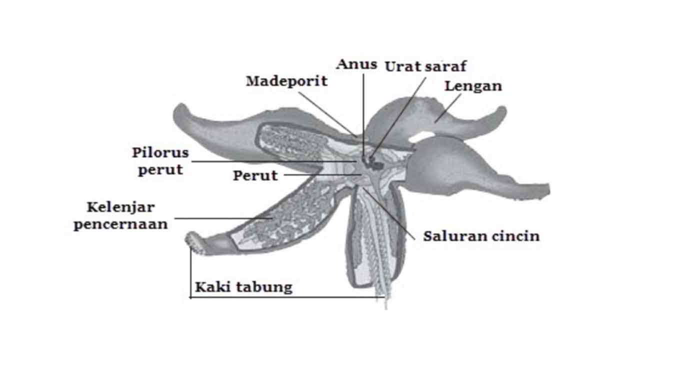 gambar-echinodermata