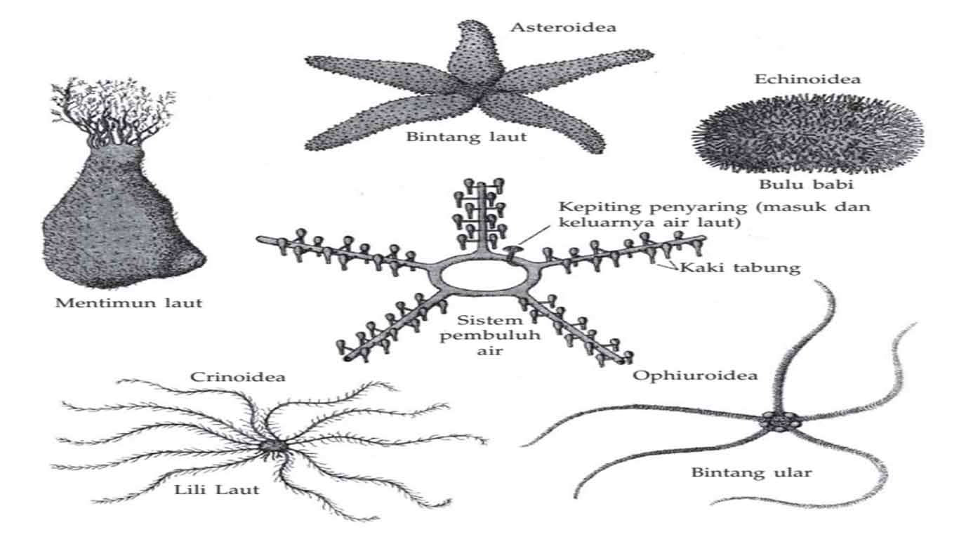 perbedaan-kelas-echinodermata