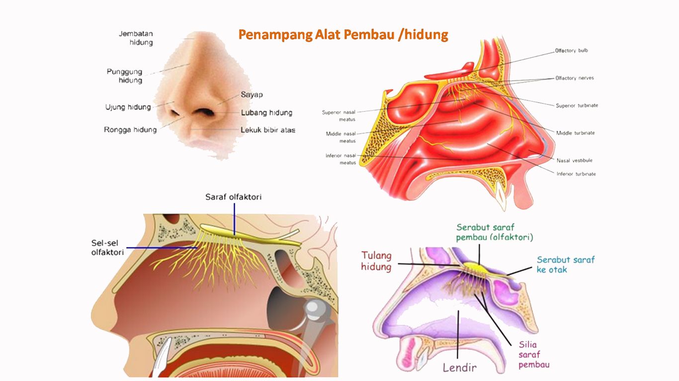 21 indra manusia