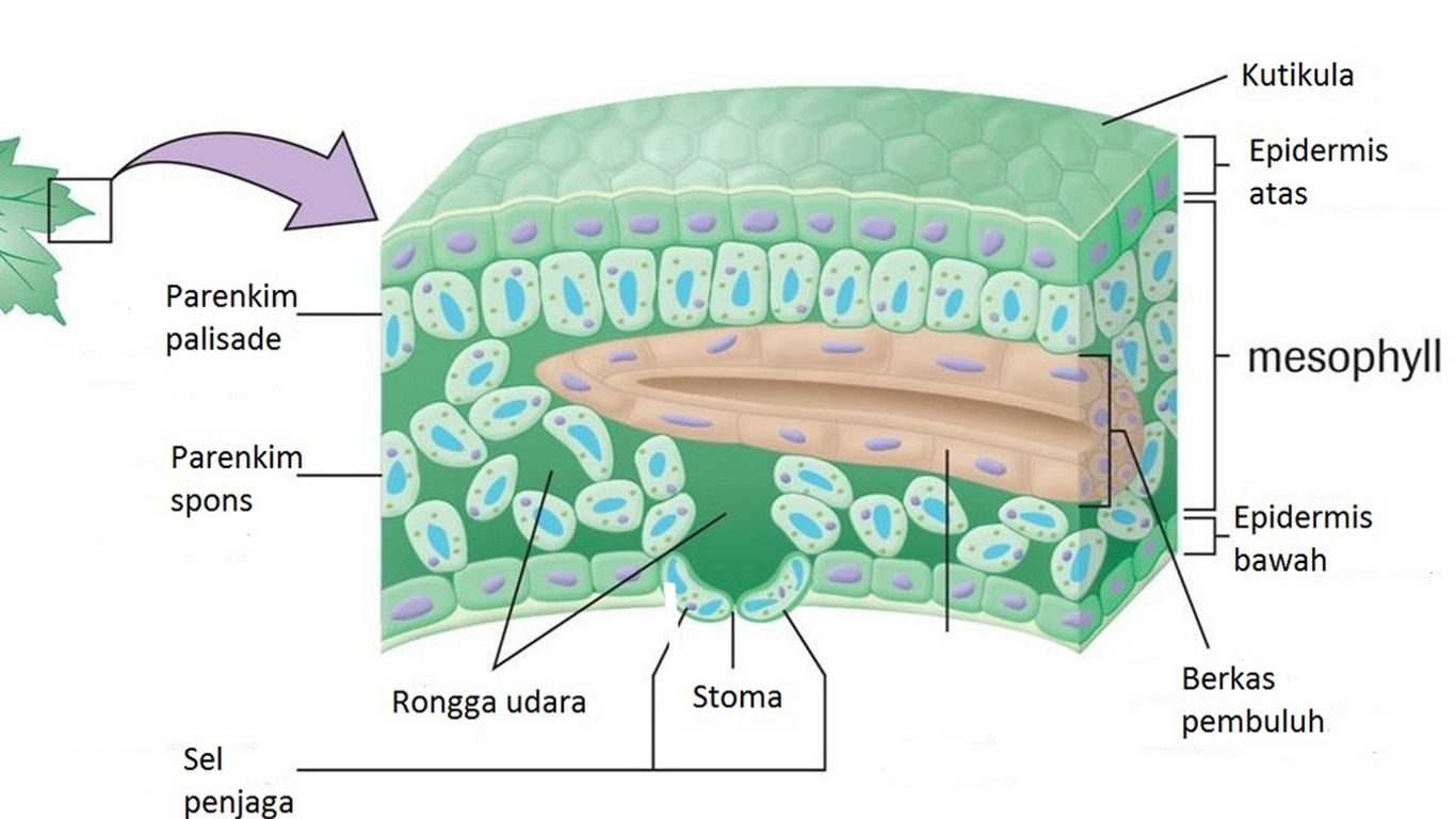 gambar jaringan tumbuhan