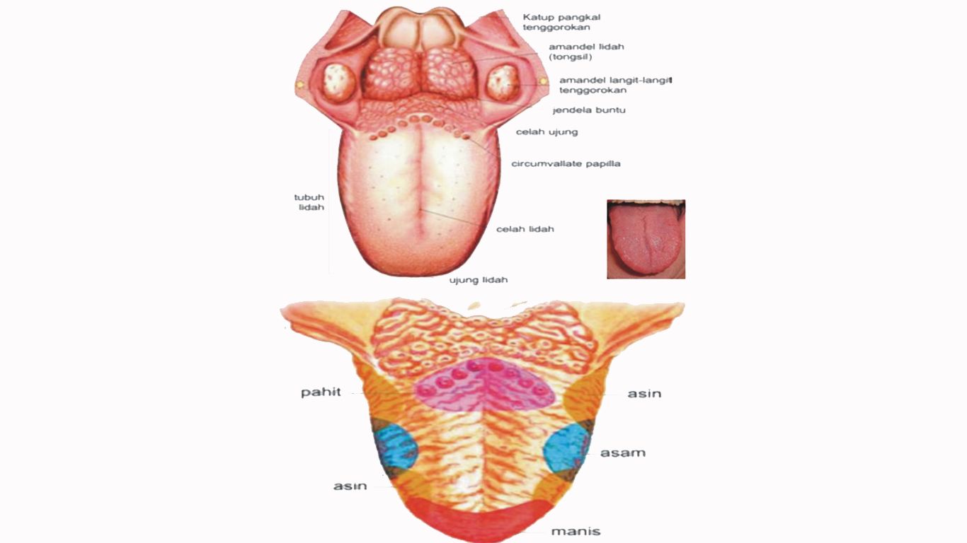 gambar panca indera telinga