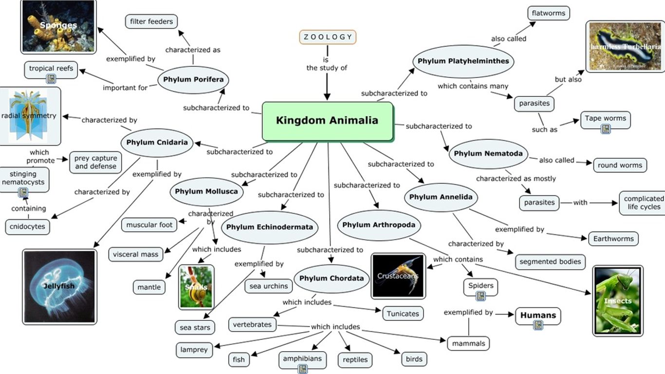 kingdom animalia vertebrata