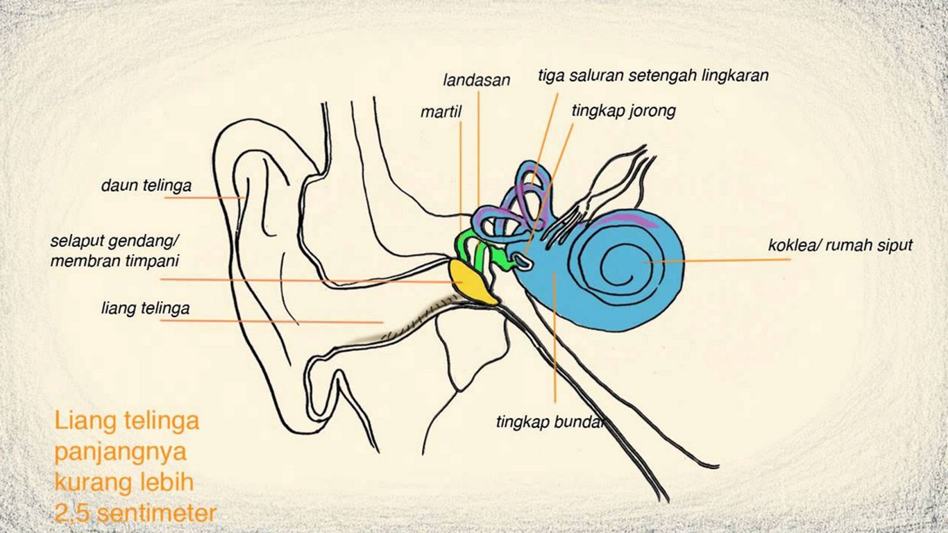 mekanisme panca indra