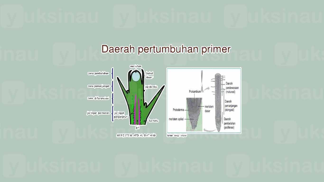 Pertumbuhan Primer