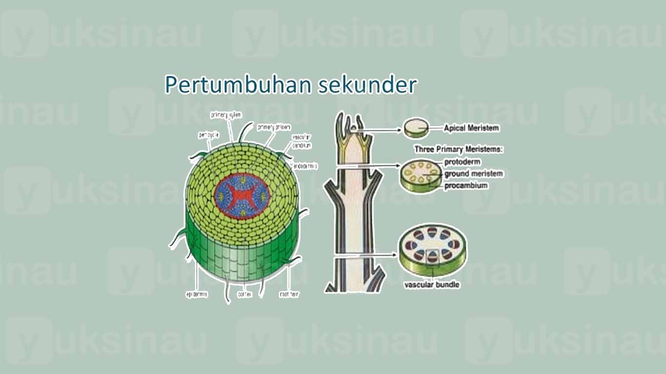 Pertumbuhan Sekunder