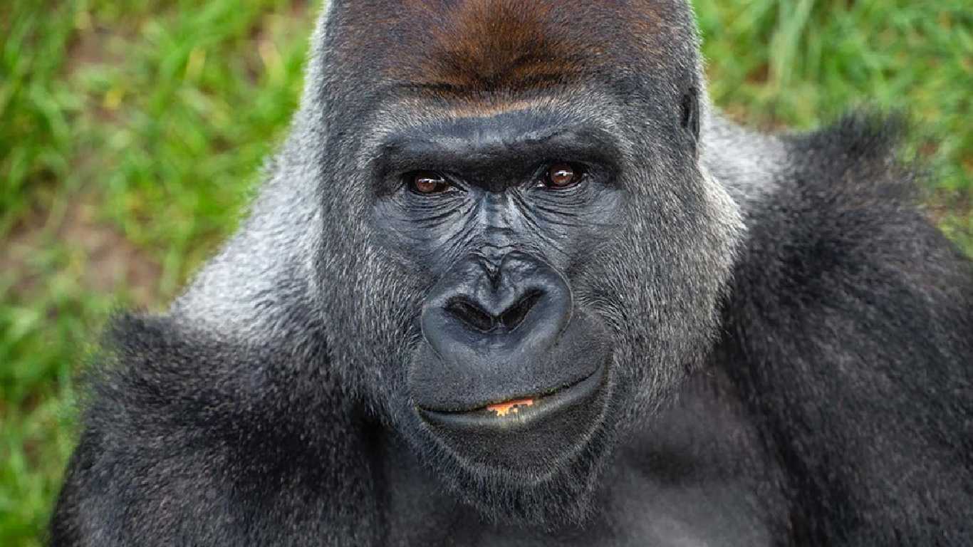 Gorilla