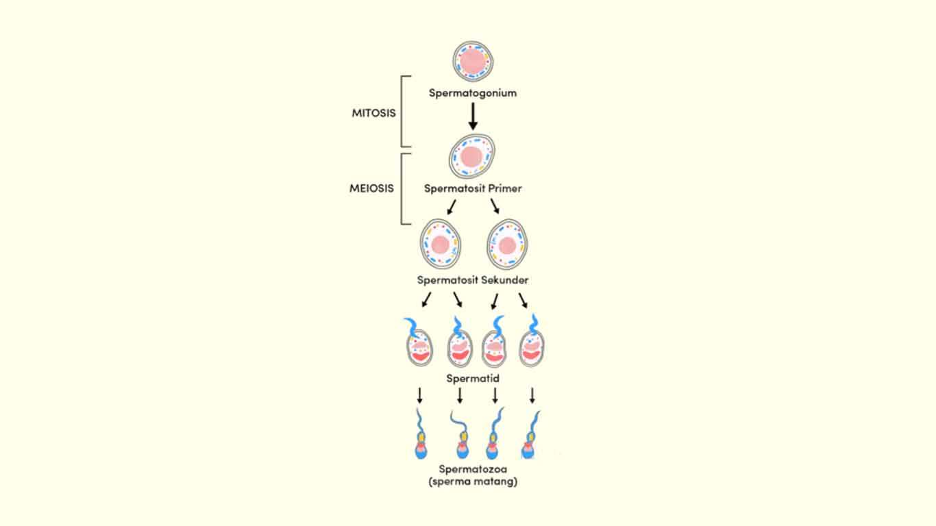 Spermatogenesis